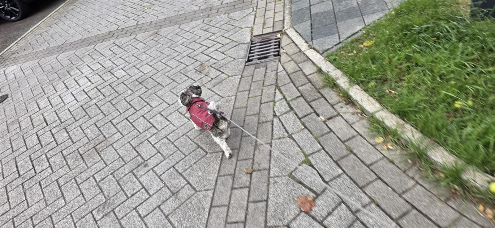 Sami auf einem Spaziergang